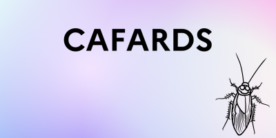 cafards