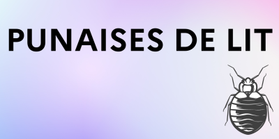 punaises-de-lit