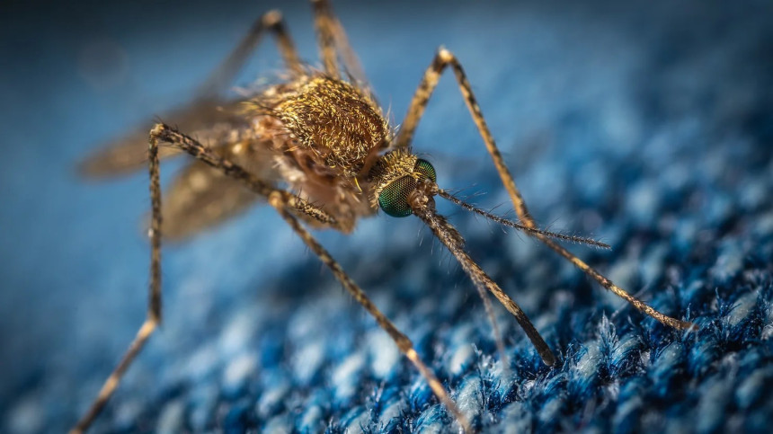 Prévenir et traiter les piqûres d'insectes