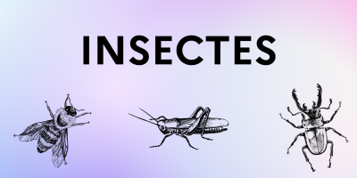 insectes