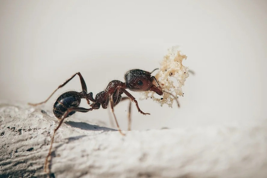 10 astuces naturelles pour se débarrasser des fourmis