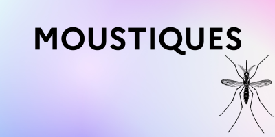moustiques