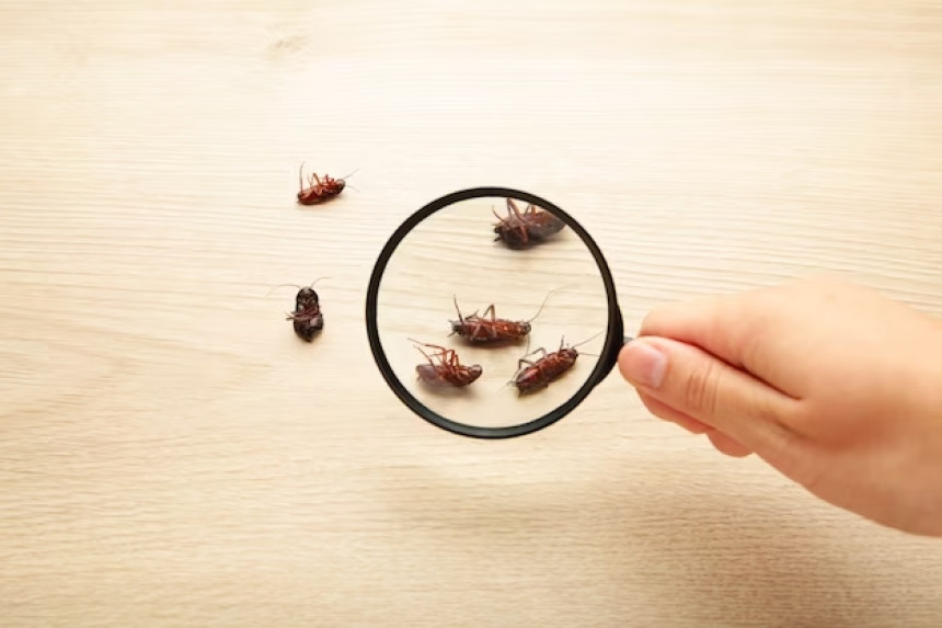 Comment peut-on identifier les cafards ?