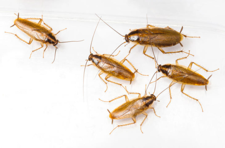 Les différentes espèces de cafards en France